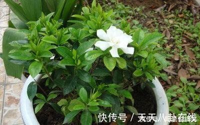 养眼|号称“养不死”的盆栽净化空气又养眼,手残党也能轻松养活