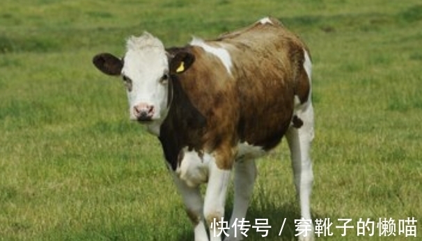 农历|农历几月出生的属牛人，福泽深厚，吃穿不尽，心想事成，事业兴旺