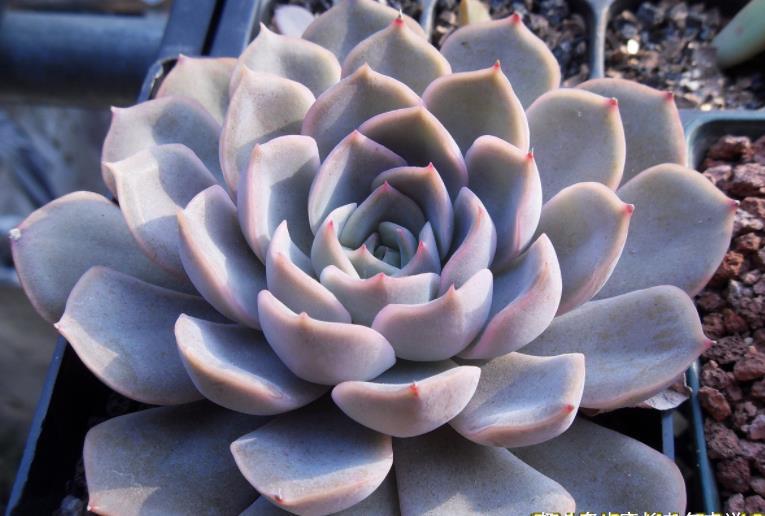 菲欧娜|不爱长杆子的多肉?试试这10个品种,我养好多年了它们还是没长高