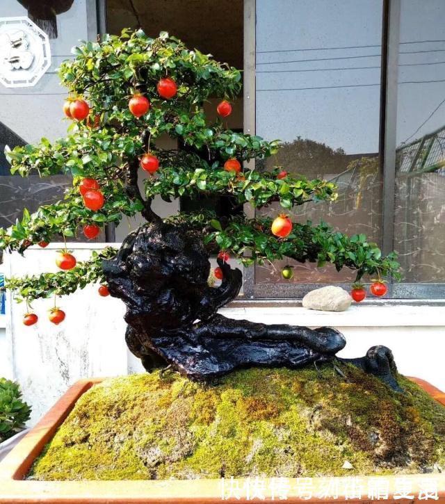 果实|这种“花”，能“招财”，能“镇宅”，养个三五年，轻松值万元！