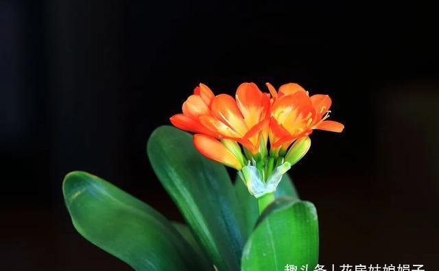 给君子兰换盆时,底肥不要乱加,会影响到正常的生长发育