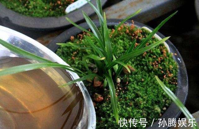 天然“有机肥”可以养花,花儿蹭蹭长新芽,花苞窜真有生机!