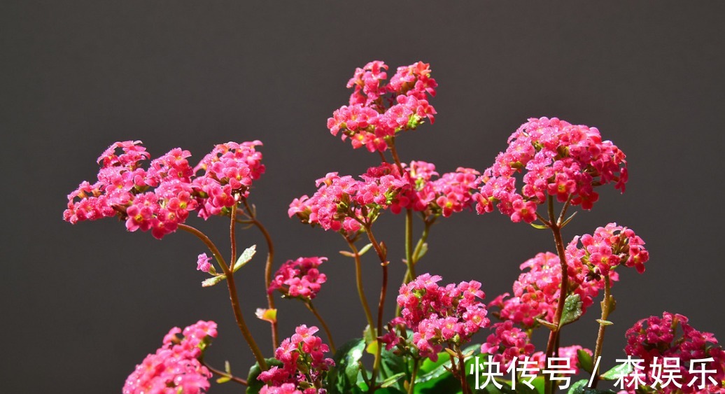 家养海棠花，叶子暗淡观赏差，“3大”要素做好，翠绿茂密好看！