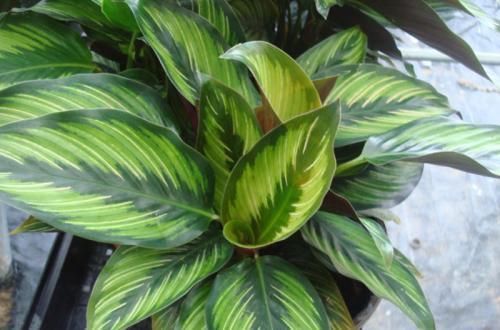 卧室|4种花,再好看也别再卧室养,虽然好看,但不合适!