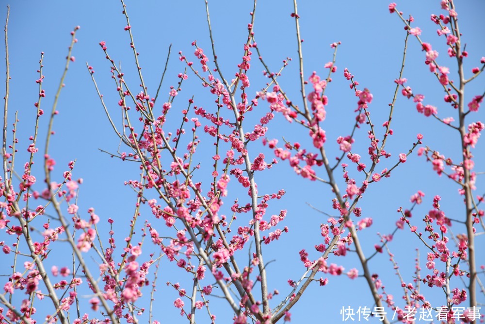 赏景啦！新年添喜色，西昌湿地公园梅花绽放