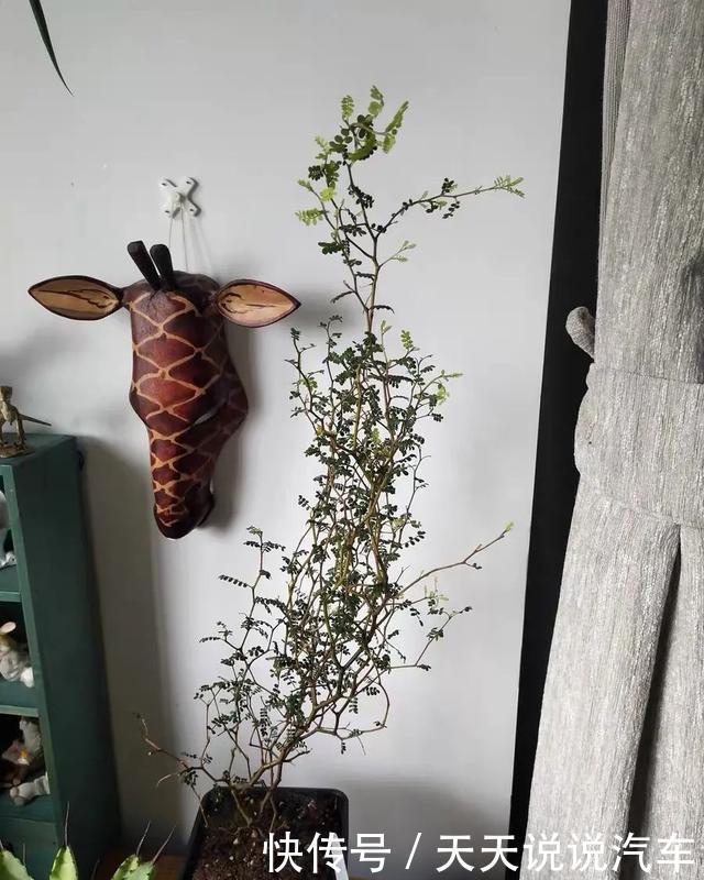 家里养一棵童话树,元气满满、暖心又治愈