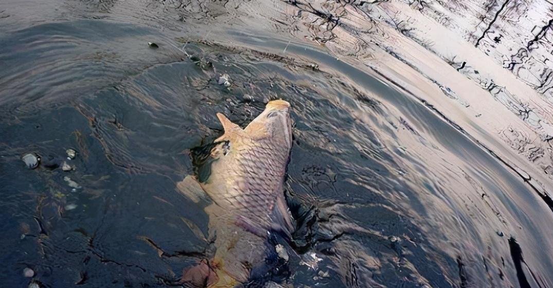 黑坑鱼突然停口,逃脱不了这几个原因,教你妙招轻松解决