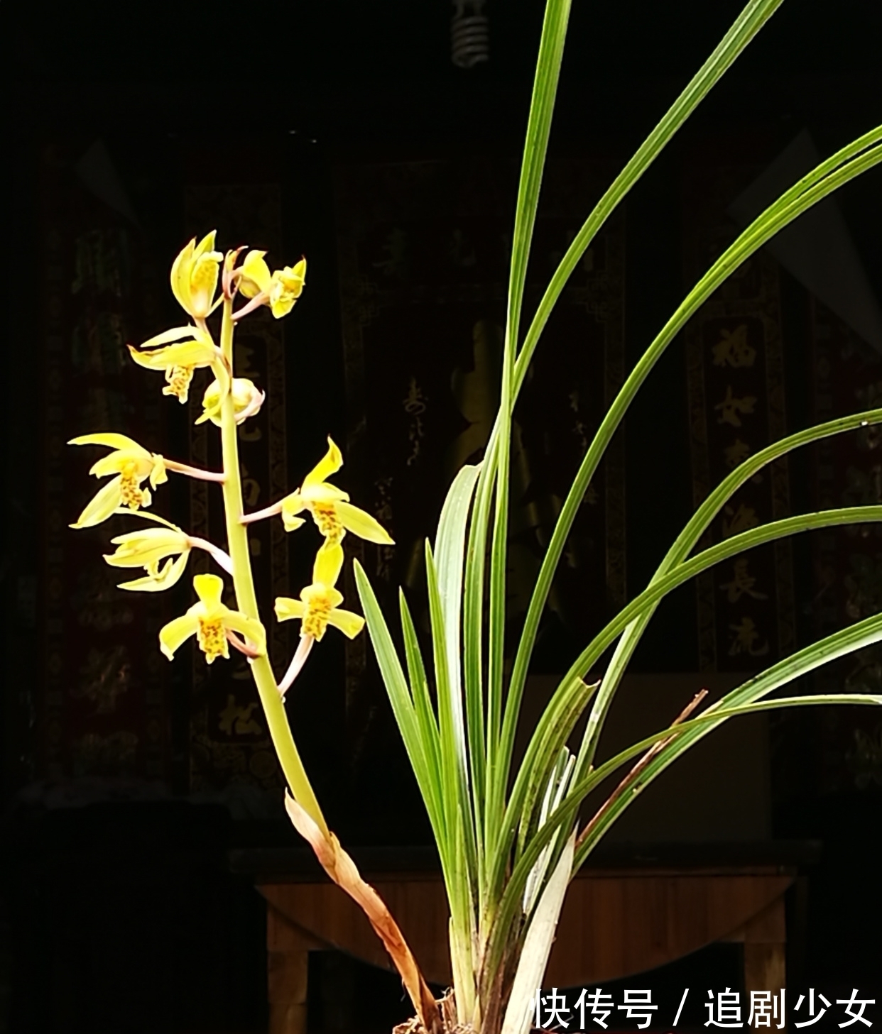 蕙兰养不好?只要注意以下几点,就能养好蕙兰