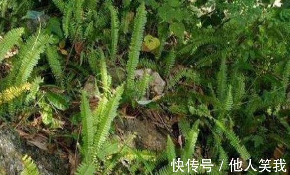 药用价值|乡下不起眼的野草,根部很珍贵,殊不知全身是宝,药用价值高