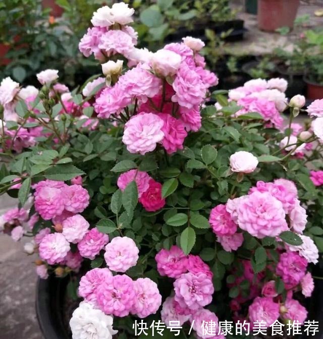 有3种情况,月季长出花苞就要掐掉,不然月季长不好!