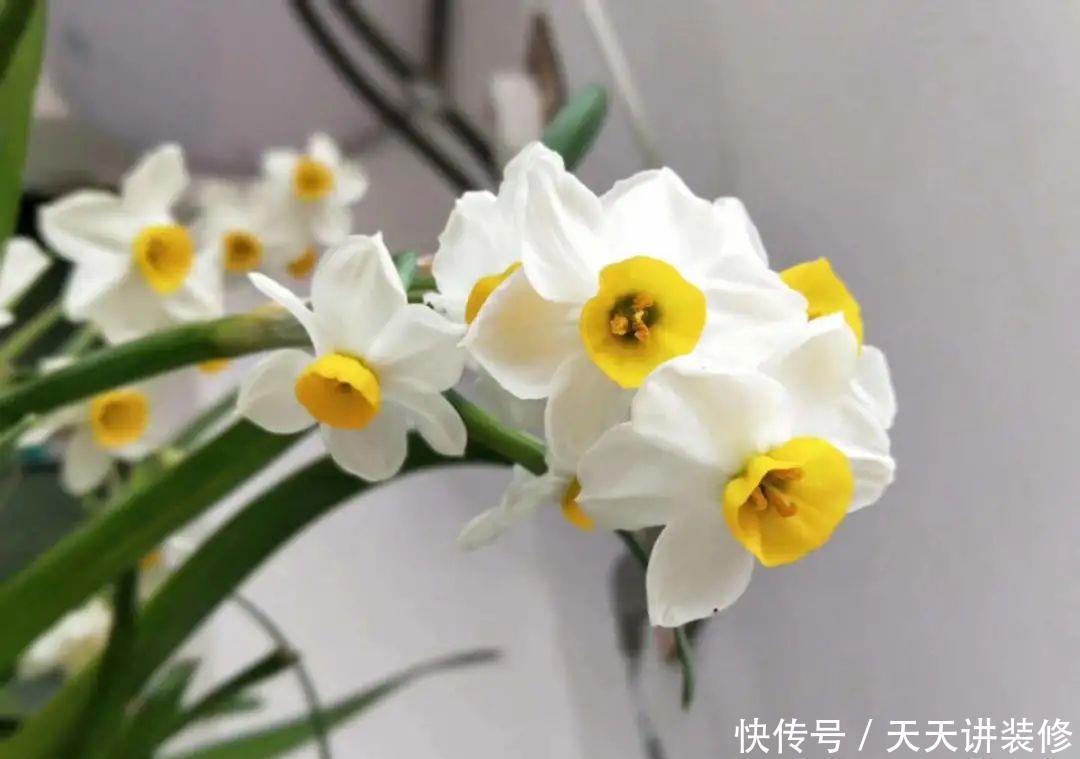 5种花比茉莉还香,越冷越爆盆,满屋子香味,现在买过年开花