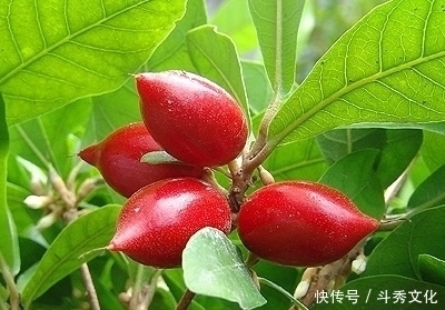 排毒养颜|对女人最好的水果,每天当零食吃几颗,淡化色斑,脸色更红润