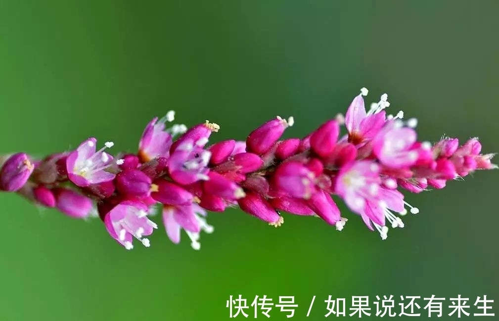 红蓼花!成束之美!难得一见!