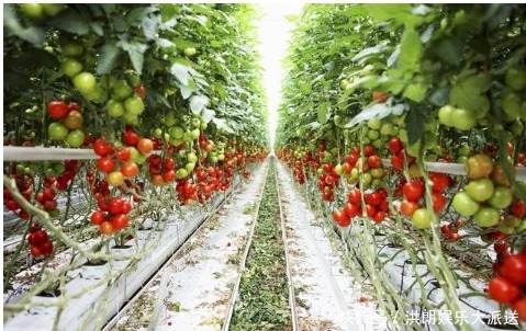 西红柿生吃和做熟吃的营养原来不一样!您平时喜欢生吃还是熟吃