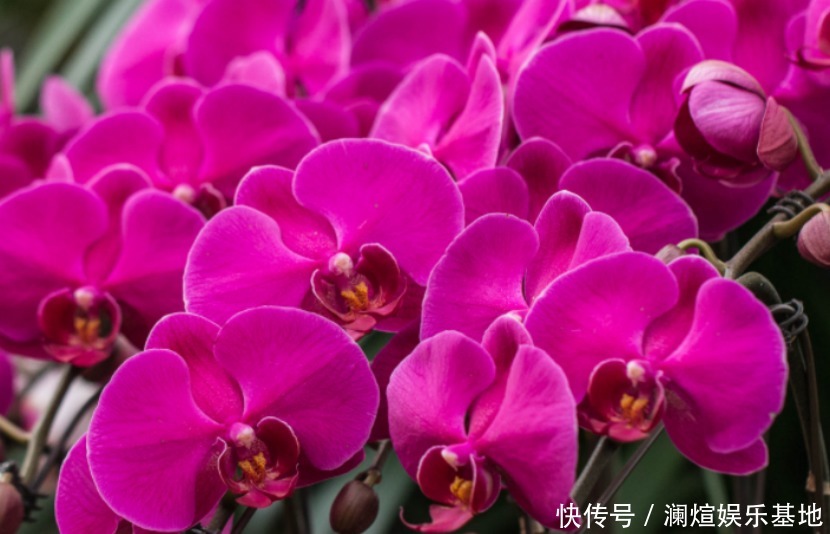 花市|买花时别听老板忽悠,这6种花真心不好养,新手基本养一盆死一盆