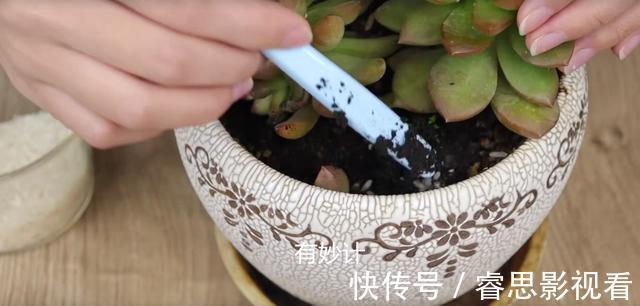 花盆中撒一把,再难养的花,几天就能根壮叶绿长爆盆,太厉害了