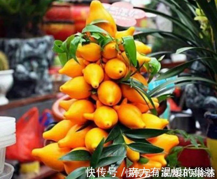 好兆头|家里养这几款植物,旺宅招财好兆头,红红火火旺事业,家中必备