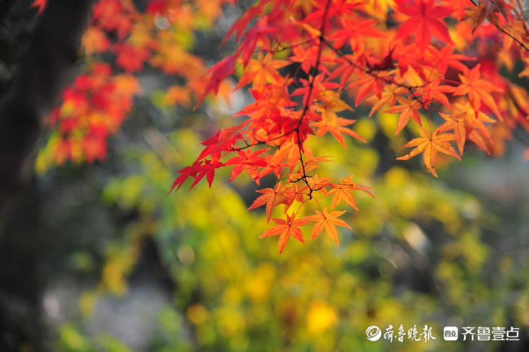 最长月偏食来啦！情报员镜头记录喜提红包|11月19日最佳情报| 偏食