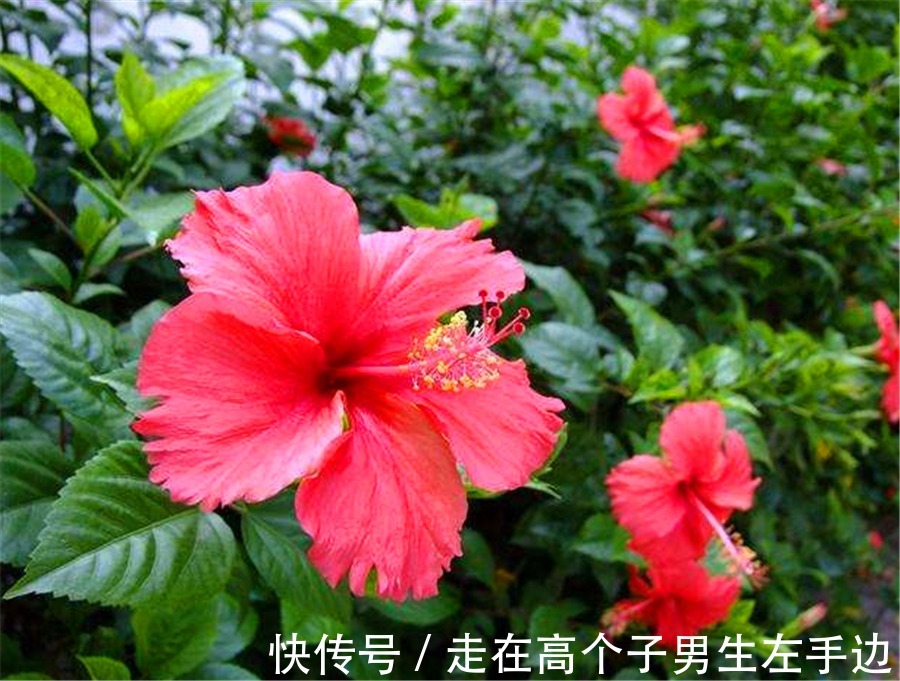 6种最喜欢太阳的家庭盆栽，5种都是开花机器，爆盆简单四季常开