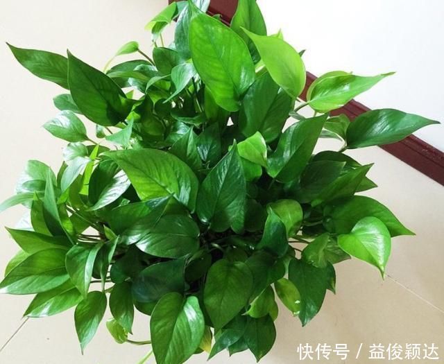 植物|卫生间“神器”，养这“3种”植物，杀菌、吸臭，再也不担心臭味啦