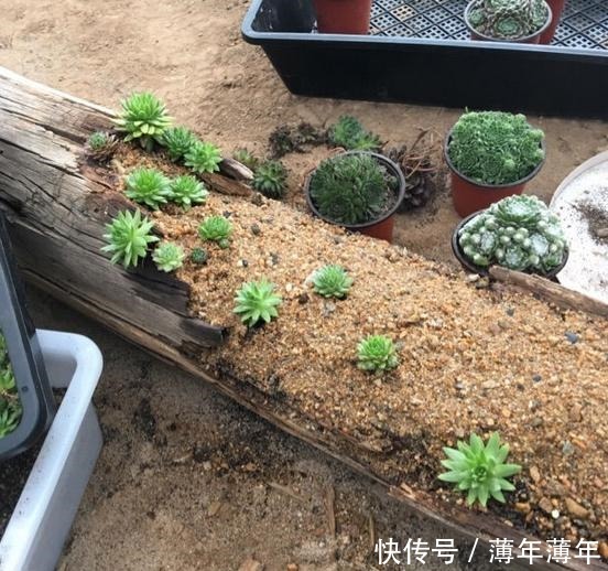 烂木头充分利用,资深花友打造出迷你多肉花园,以后烂木头别丢了!