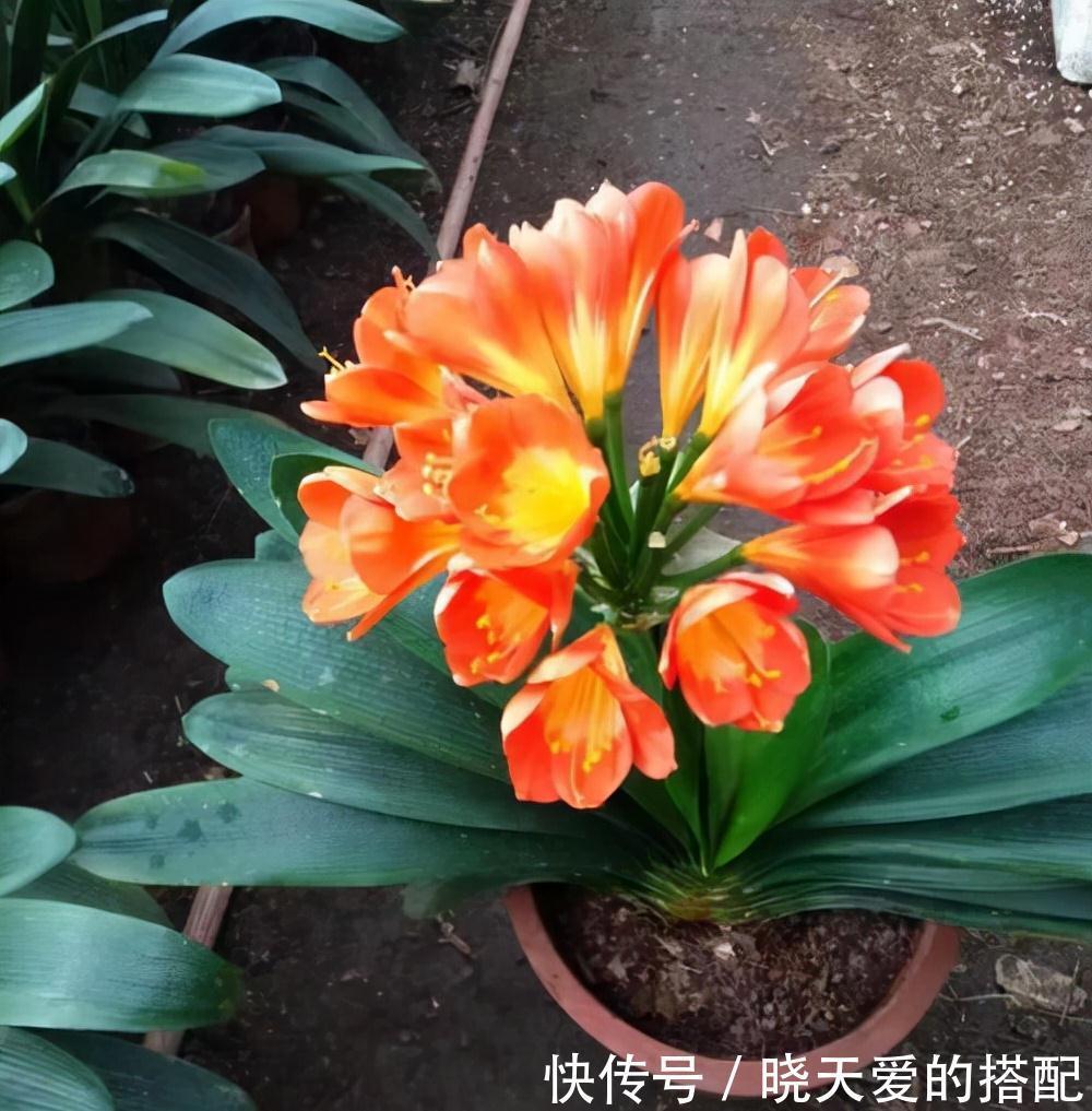 适合十月养的“14种花”，成活率高，能早日开花，喜欢别错过