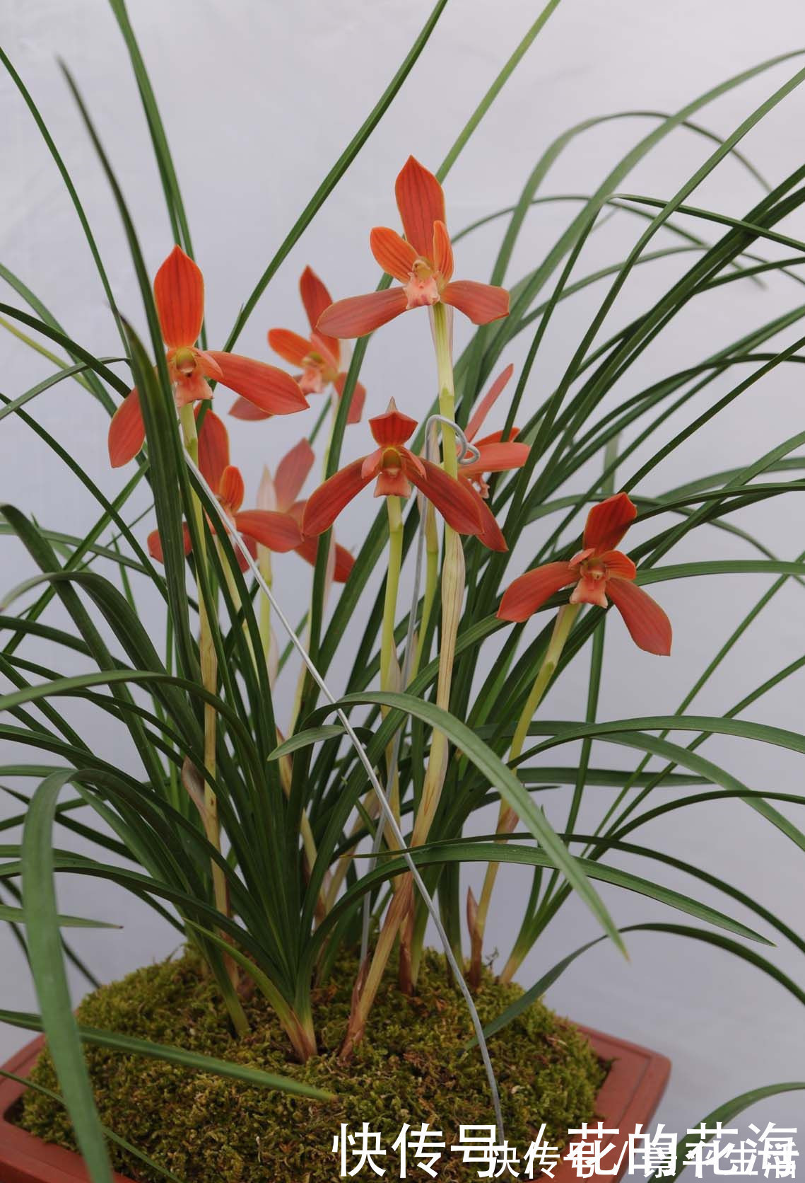 红河红|此兰花是“国兰第一红”,开花后自带仙气,瓣型正格,曾多次获奖