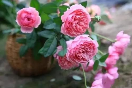 月季花老枝花朵已经开败,笋芽还全是花苞,该如何修剪?