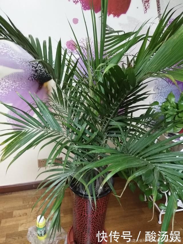 3种旺家花卉,养人养身心,家里有老人更要养