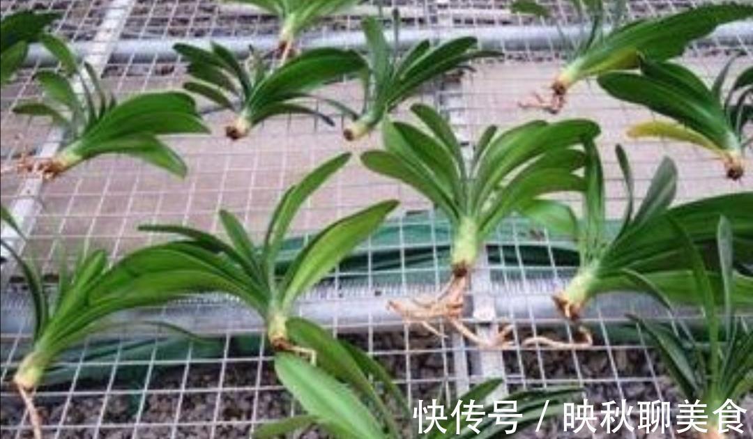 有机肥|君子兰烂根不要扔,用这种方法处理,一个月长满新根