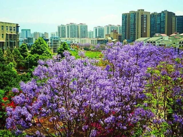 四川私藏的紫蓝色花海，就藏在这座低调的航天小城，别样的浪漫