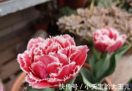 记录一下我养过的花，1000多盆都有啥