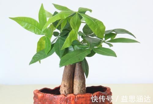 铁线蕨|天气转暖,家里的六种花不能让晒太阳,很容易就被灼伤