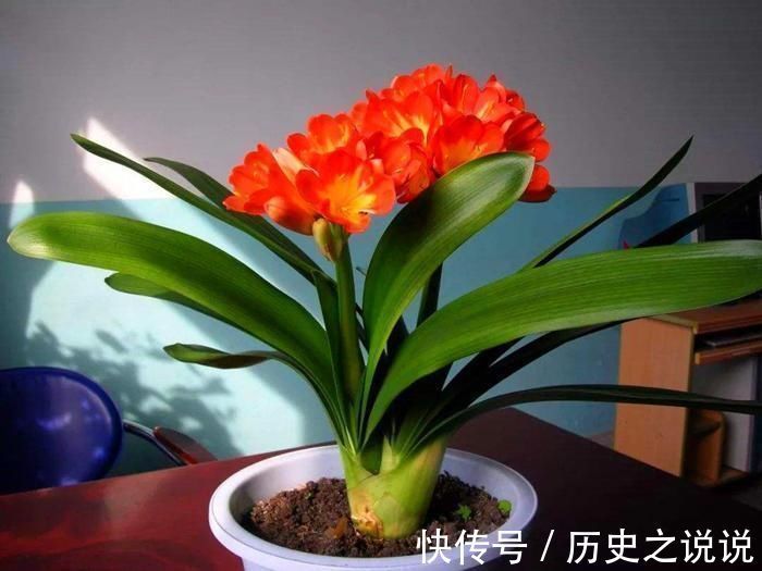 观赏|养一盆君子兰,观赏性极佳,浇水时记住口诀,肉质感强开花美