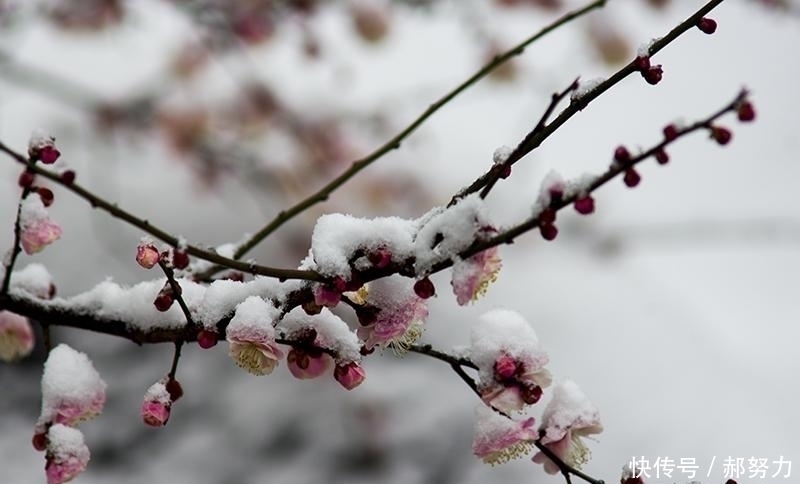 千古名句!杜甫别有风神的一首咏梅诗,誉为古今咏梅第一,末二句成千古名句