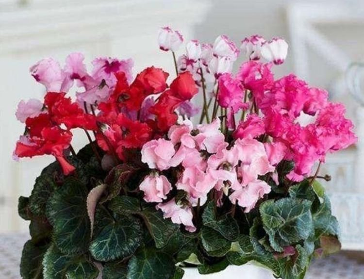 报春花报春花|3种花养了就爆盆，好养易活开花漂亮，招财又纳福，谁养谁喜欢