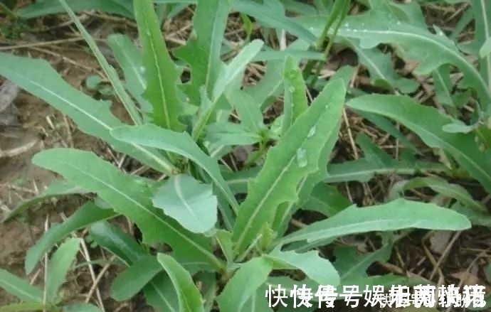曲曲菜|它极为珍贵,钙锌含量是菠菜的5倍,路边常见却不受重视,可惜了