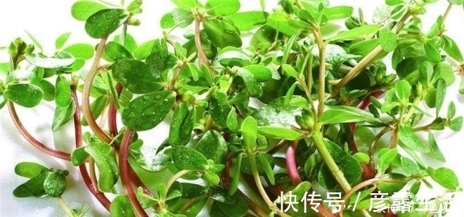 疮疡肿毒|3种野菜清肝明目效果好，营养价值高，天然解毒，让身体减负担！