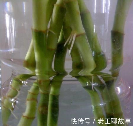 疯长|水里放“4样”东西,“富贵竹”根系疯长,枝叶“大爆发”