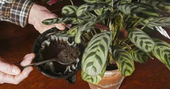 年轻人养花必备技能4个简单小技巧，让小白轻松掌握盆栽要领