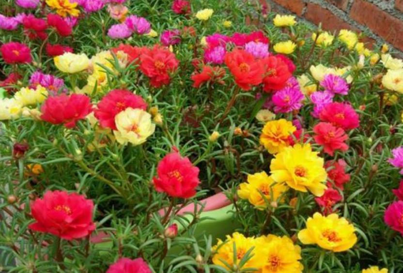 此款花卉便宜又好养，丢到阳台，开花漂亮花期长，一开就是300天