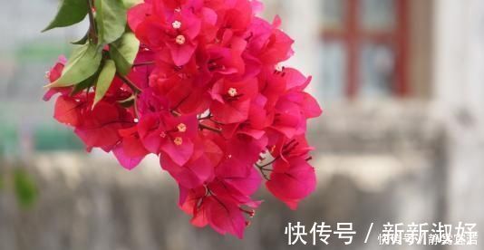 浇水量|三角梅开花少,做好这四点,花苞呼呼冒根本看不见叶