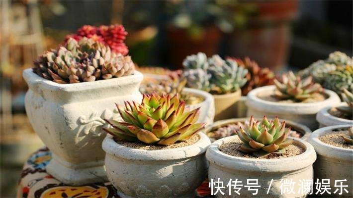 多肉繁殖成活低,用这个小技巧,新芽嫩叶长不停!