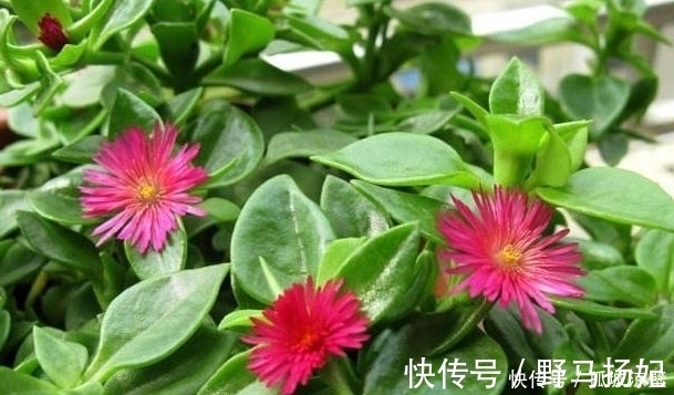 阳光|此花美过君子兰,只需一根枝条就能活,给点阳光就爆盆
