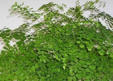 室内“3种花”一见光就烂根,只要摆角落,一年四季“翠亮如春”