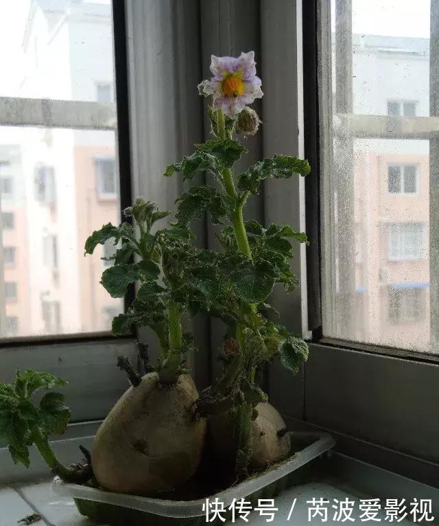 厨房里这9种菜根不要扔,泡水就能活,比绿萝好看多了!