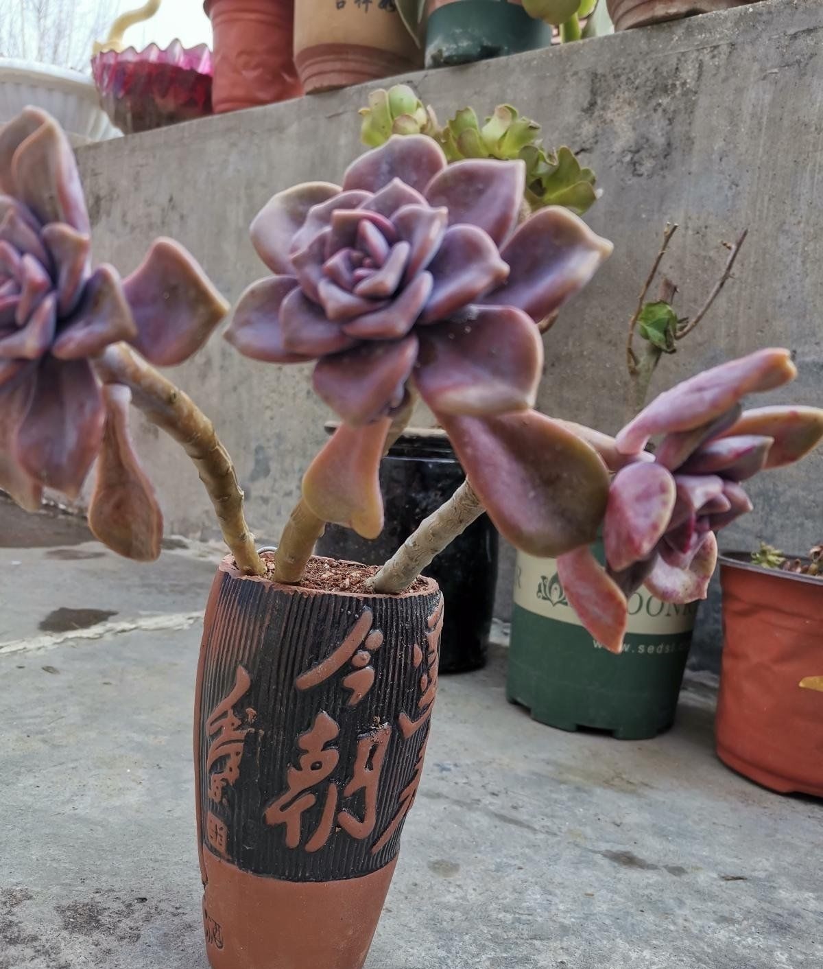 扔掉家里这些垃圾，就是扔钱，拿来养花特好用