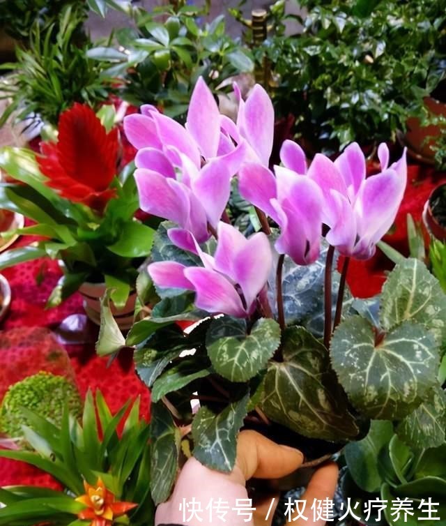 养花就要选开花多的品种,这3种花开花多,冬天也能养!