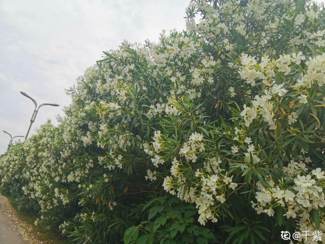 海芋|20种有毒花，出门别乱摘，有小孩的特别注意