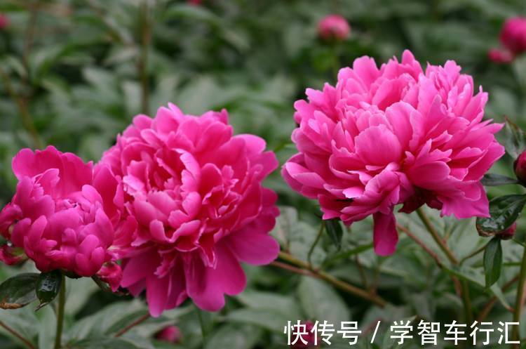 新手养花不知道怎么选？这三种号称”养不死“的花，你喜欢吗